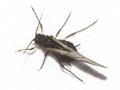Aphis jacobaeae